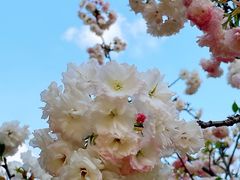 -天适樱花悠乐园
