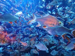 -成都浩海立方海洋公园