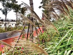 -上海长兴岛郊野公园