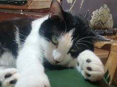 -猫小院猫主题餐厅(南锣旗舰店)
