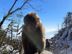 -峨眉山风景名胜区