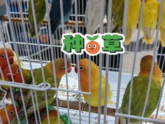 -哈尔滨道外花鸟鱼市场