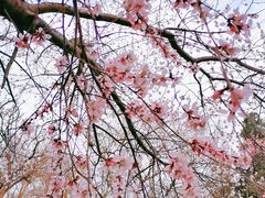 -桃花堤公园