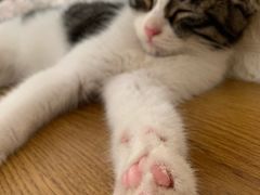 -平行世界·猫咖(首经贸店)