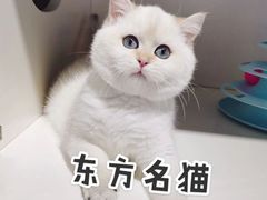 -东方名猫馆·英短金渐层布偶猫舍(环线广场1号楼店)