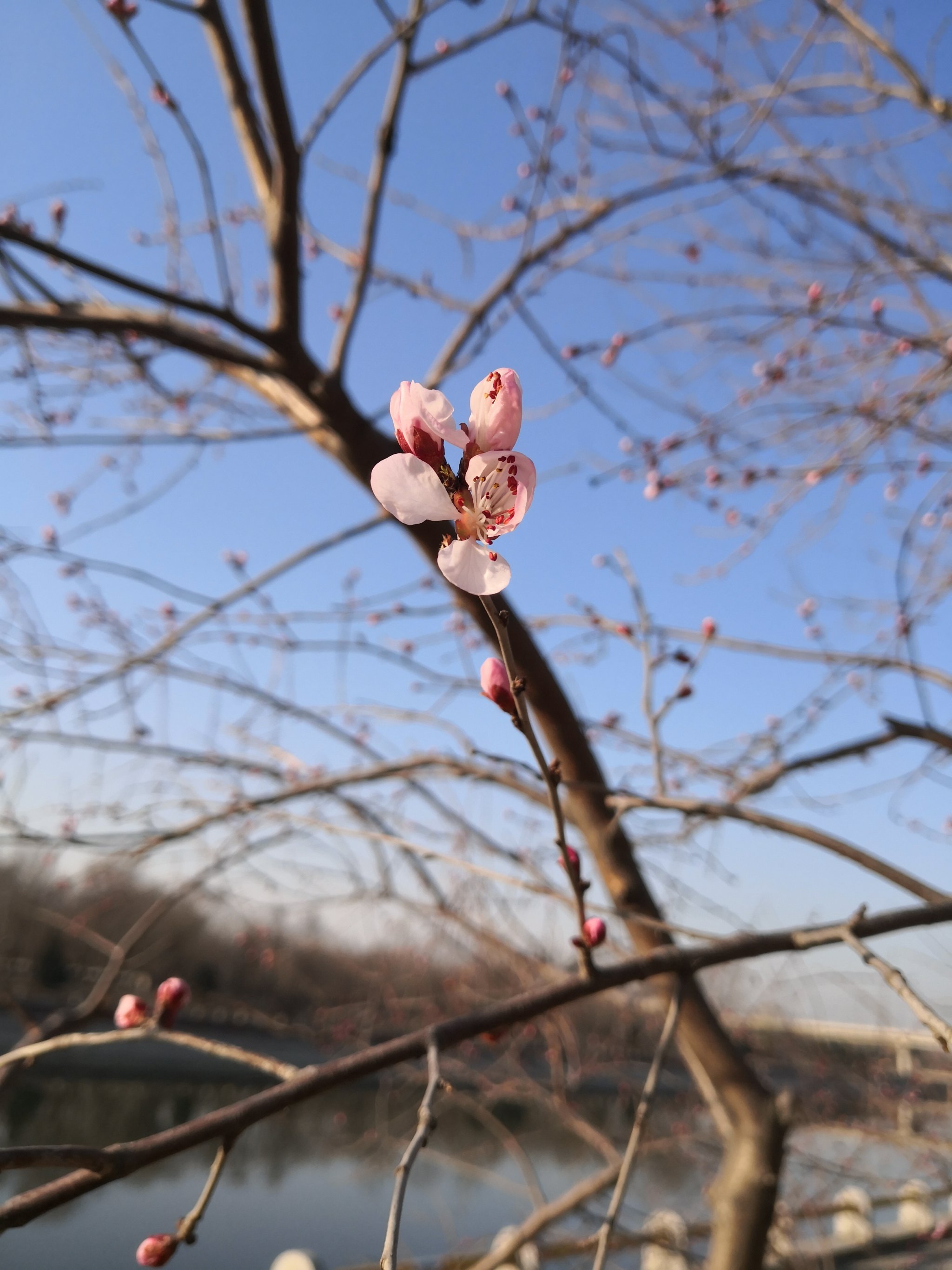 红艳桃花3朵男命图片