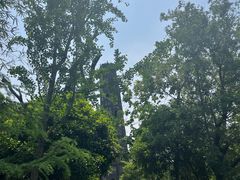 -上海佘山国家森林公园天马山园