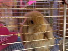 -宠物兔专门店(天丰利市场店)