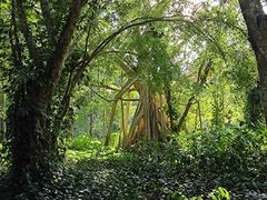-中国科学院西双版纳热带植物园