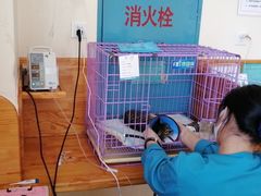 -瑞派宠物医院·24小时骨科·心脏·核磁(哈尔滨南岗店)