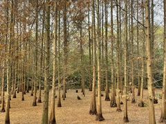 -桤木河湿地公园