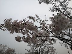 -羊山湖公园