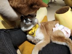 -逗柴咖啡屋·狗咖猫咖宠物桌游