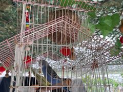 -马陆小张葡萄园农家乐