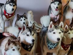 -Husky Go! 哈士奇体验馆·宠物咖啡厅狗咖