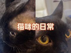 -宠爱国际动物医院·消化内科·心肾内科·ISFM猫友好(望京店)