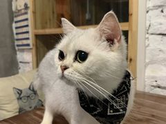 -猫色咖啡·猫咖