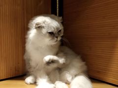 -more than meow吴止猫主题餐厅(承德 中船汇店)