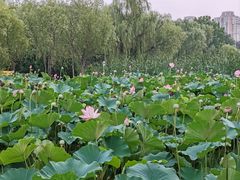 -太阳宫公园