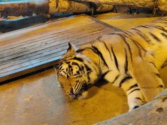 -皇家海洋乐园