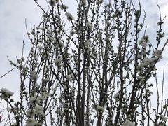 -南汇桃花村