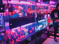 -长宁东道花卉宠物市场