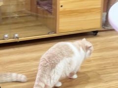 -滚猫咖啡·猫咖·猫友好撸猫(未来城店)