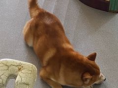 -喜柴咖啡·柴犬狗咖