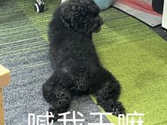 -汪小喵宠物·戴维斯乐芳希施宠馨宝皮毛调理洗护店