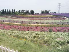 -紫颐香薰山谷景区