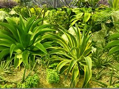 -东莞植物园