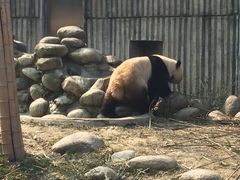 -成都大熊猫繁育研究基地
