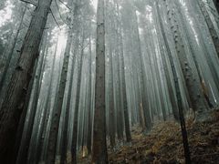 -山王坪喀斯特国家生态公园