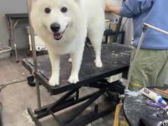 -PETKIT小佩宠物(古北店)