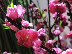 -双季花艺园艺市场(浦东店)