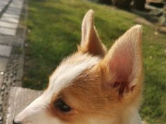 -翊宠yipet猫狗购宠庄园犬舍•猫舍