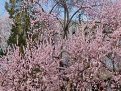 -桃花堤公园