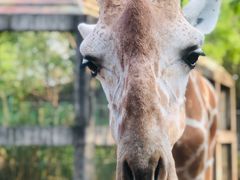 -清迈夜间动物园