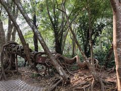 -中国科学院西双版纳热带植物园