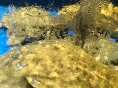 -姜君·千岛湖鱼头馆(浦东大道店)