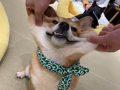 -逗柴咖啡屋·狗咖猫咖宠物桌游