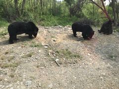 -黑瞎子岛探秘野熊园