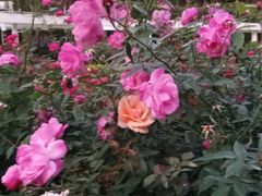 -人民公园(罗湖区)