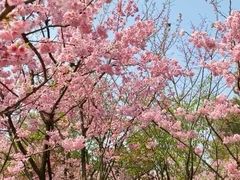 -南山植物园