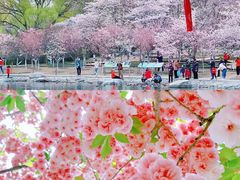 -莲花池公园
