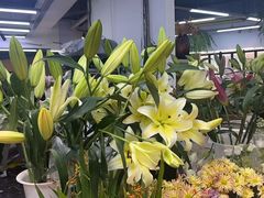 -长春青怡坊鲜花批发(青怡坊花鸟市场店)