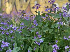 -昌平兴寿秀秀草莓采摘园