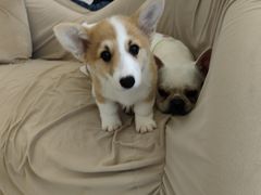 -怪兽屋·羊驼·猫咖·狗咖(俊华广场店)