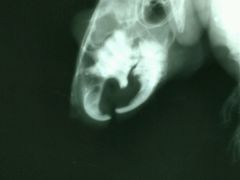 臼齿过长-瑞派·关忠动物医院·异宠专科·犬猫肿瘤·皮肤专科(望京店)