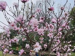 -上海共青森林公园